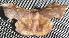 Fascellina chromataria