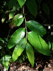 Glochidion billardierei