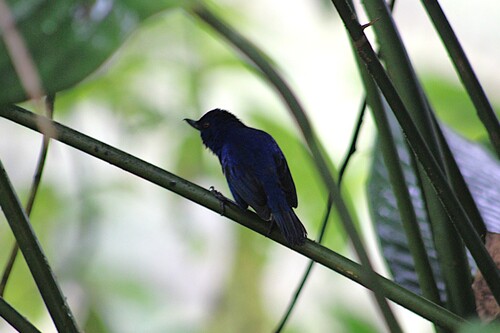 Indigo Flowerpiercer (Diglossa indigotica), photo 5