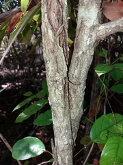 Glochidion billardierei