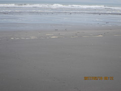 Anarhynchus frontalis