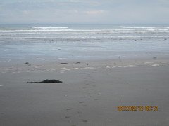 Anarhynchus frontalis