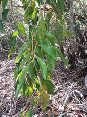 Capparis quiniflora