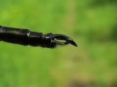 Somatochlora forcipata