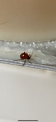 Gibbium aequinoctiale
