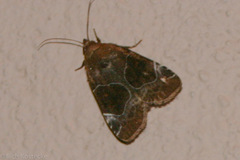 Hampsonodes