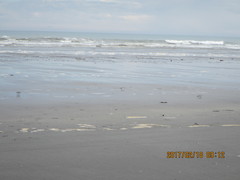 Anarhynchus frontalis