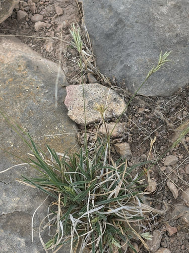 Hairy Erioneuron (Erioneuron pilosum)