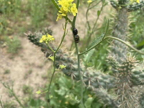 iNaturalist observation photo of Harlequin Bug