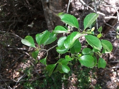 Denhamia fournieri