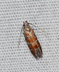 Battaristis vittella
