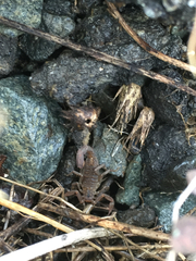 Serradigitus gertschi