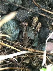 Serradigitus gertschi