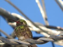 Cynanthus latirostris