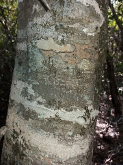 Denhamia fournieri