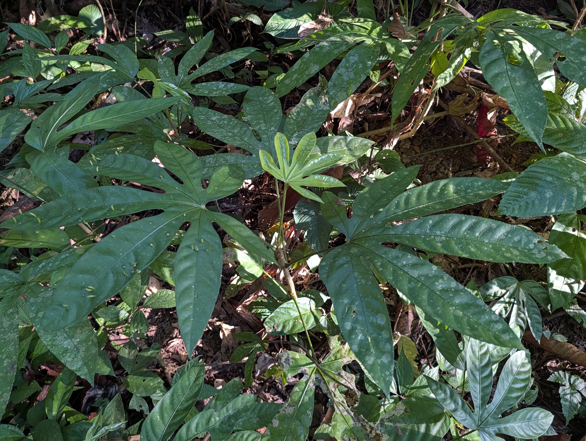 Snowflake Tree (Trevesia palmata)