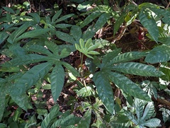 Indian Schefflera (Trevesia palmata)