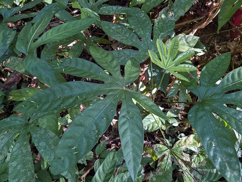 Trevesia palmata, photograph 3