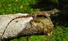 Anolis beckeri
