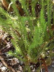 Lateristachys lateralis