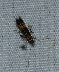 Cosmopterix lespedezae