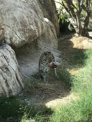 Panthera pardus orientalis