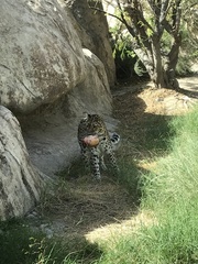 Panthera pardus orientalis