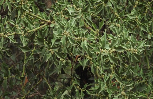 Quebracho Flojo (Jodina rhombifolia)