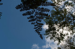 Pteridium aquilinum