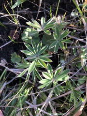 Lupinus oreganus