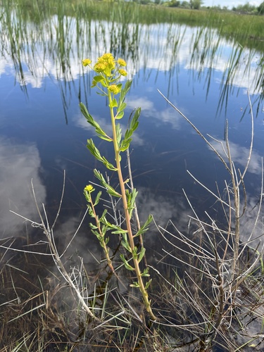Marsh Spurge (Euphorbia palustris)