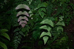 Adiantum macrophyllum