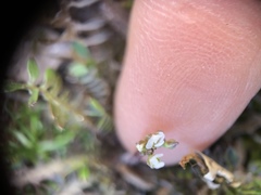 Planodes virginicum