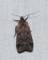 Anacampsis innocuella