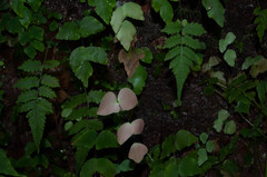 Adiantum macrophyllum