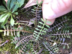 Planodes virginicum