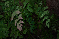 Adiantum macrophyllum