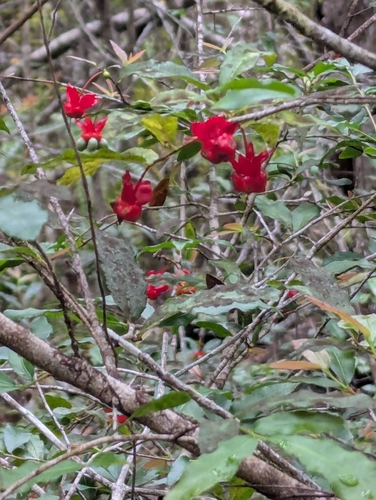 Ochna serrulata observed 2026-03-30