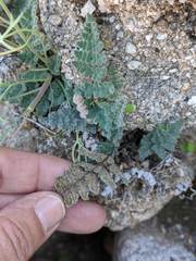 Myriopteris parryi image