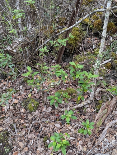 Cayenne Porterweed (Stachytarpheta cayennensis)