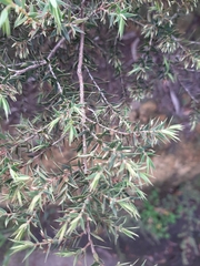 Styphelia setigera