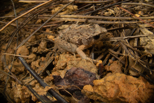 Vietnam Rice Frog, Nanohyla annamensis