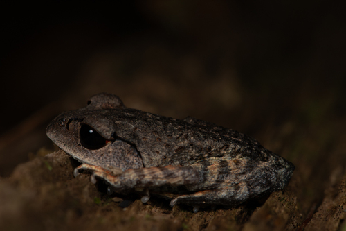 Leptobrachium pullus