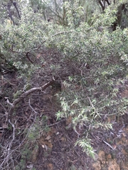 Styphelia setigera