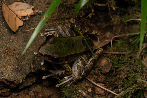 Southern Big Eye, Odorrana banaorum