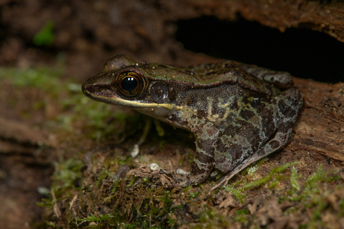Morafkai Frog, Odorrana morafkai