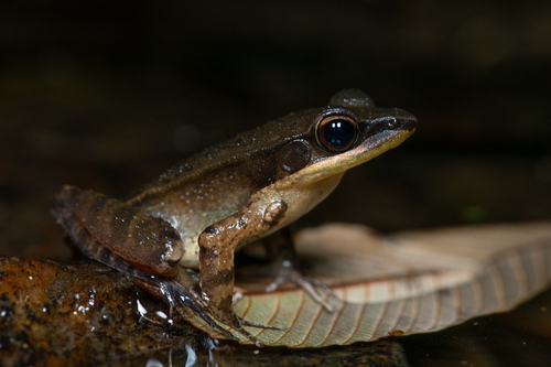 Dalat Frog, Hylarana milleti