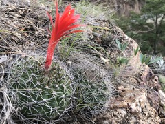 Matucana formosa