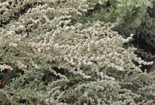 Wavy-leaved Saltbush (Atriplex undulata)
