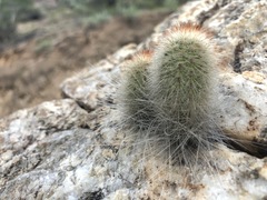 Espostoa